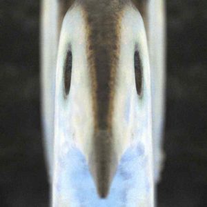 Escultura maciza modelada en barro refractario, cubierta porcelana y óxido de managneso